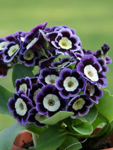 20 Seeds Per Pack - Tricolor Mariandl Flower