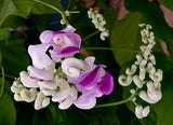 50 Seeds Per Pack - Snail Flower