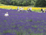 200 Seeds Per Pack - French Provence Lavender