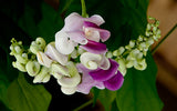 50 Seeds Per Pack - Snail Flower
