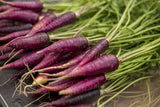 500 Seeds Per Pack Carrot Seeds - 9 Colors Available