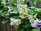 50 Seeds Per Pack - Snail Flower