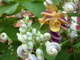 50 Seeds Per Pack - Snail Flower