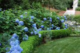 20 Seeds Per Pack Hydrangea Flower Seeds - 5 Colors Available