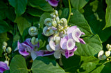 50 Seeds Per Pack - Snail Flower