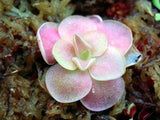 40 Seeds Per Pack - Lithops Pseudotruncatella