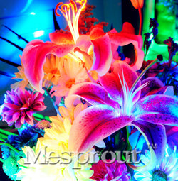 100 Seeds Per Pack - 20 Colors Lily Seeds By Mesprout