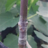 Garden Grafting Shear Tool