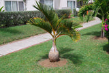 20 Seeds Per Pack - Bottle Palm Tree
