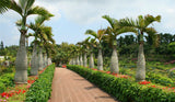 20 Seeds Per Pack - Bottle Palm Tree