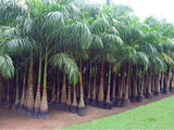 20 Seeds Per Pack - Bottle Palm Tree