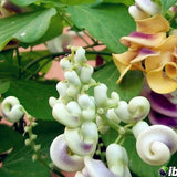 50 Seeds Per Pack - Snail Flower