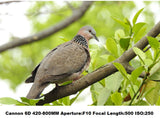 Lightbox 420-800mm F/8.3-16 Super Telephoto Zoom Lens for Canon Nikon Sony Pentax DSLR Camera