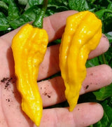 200 Seeds Per Pack - Giant Chili Hot Pepper