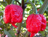 200 Seeds Per Pack - Giant Chili Hot Pepper