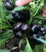 200 Seeds Per Pack - Giant Chili Hot Pepper