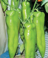 200 Seeds Per Pack - Giant Chili Hot Pepper