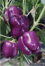 200 Seeds Per Pack - Giant Chili Hot Pepper
