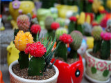 40 Seeds Per Pack -  Echinopsis cacti
