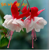 40 Seeds Per Pack - Fuchsia Seed Pods
