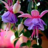 40 Seeds Per Pack - Fuchsia Seed Pods