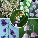40 Seeds per Pack - Lily of the Valley