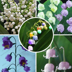 40 Seeds per Pack - Lily of the Valley