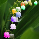 40 Seeds per Pack - Lily of the Valley