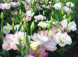 20 Seeds Per Pack - Common Snowdrop Flower