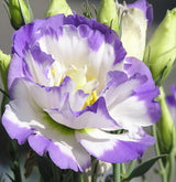 20 Seeds Per Pack - Common Snowdrop Flower